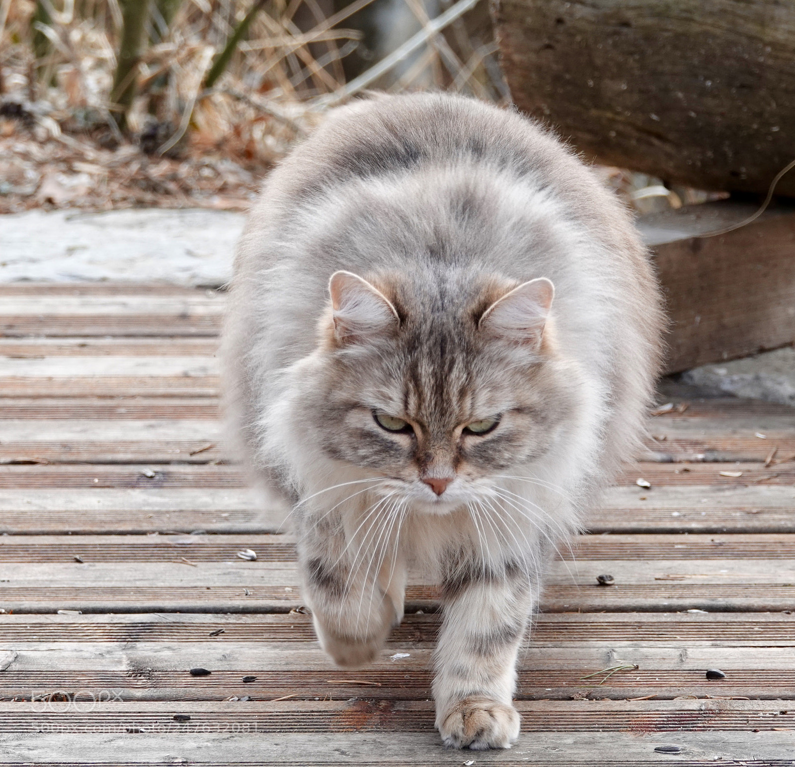 Sony Cyber-shot DSC-RX10 IV sample photo. Mon chat photography