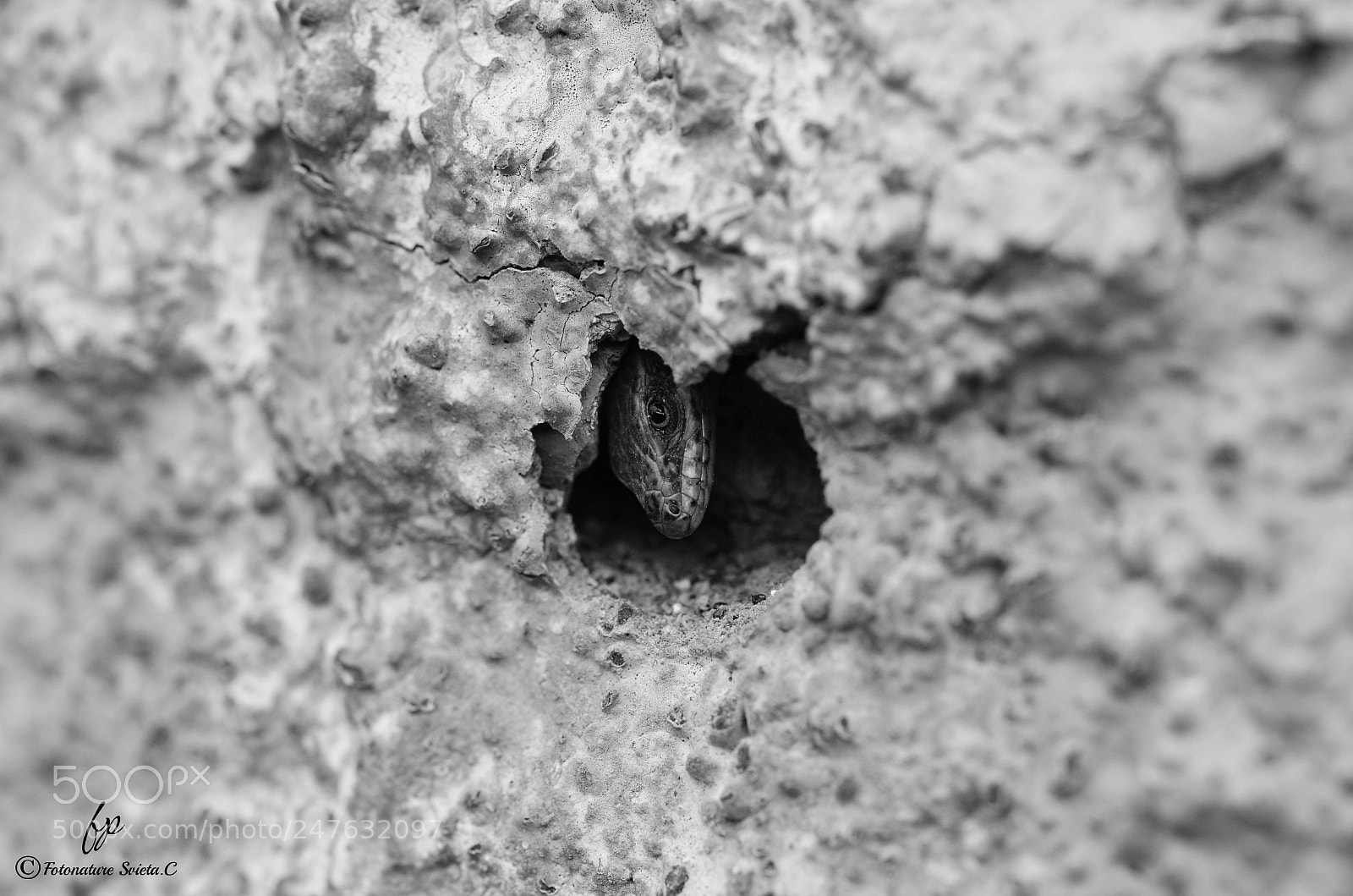 Nikon D5100 sample photo. Lizard photography
