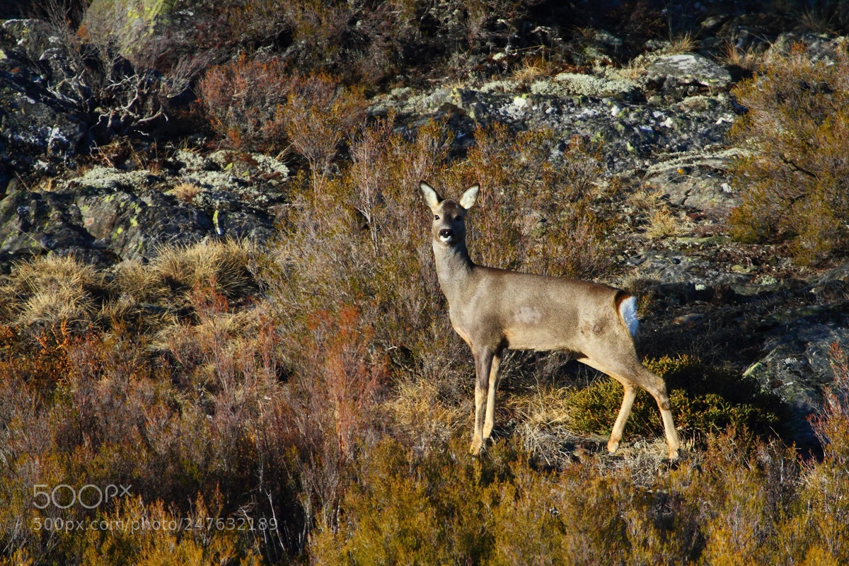 Canon EOS 550D (EOS Rebel T2i / EOS Kiss X4) sample photo. Roe deer photography