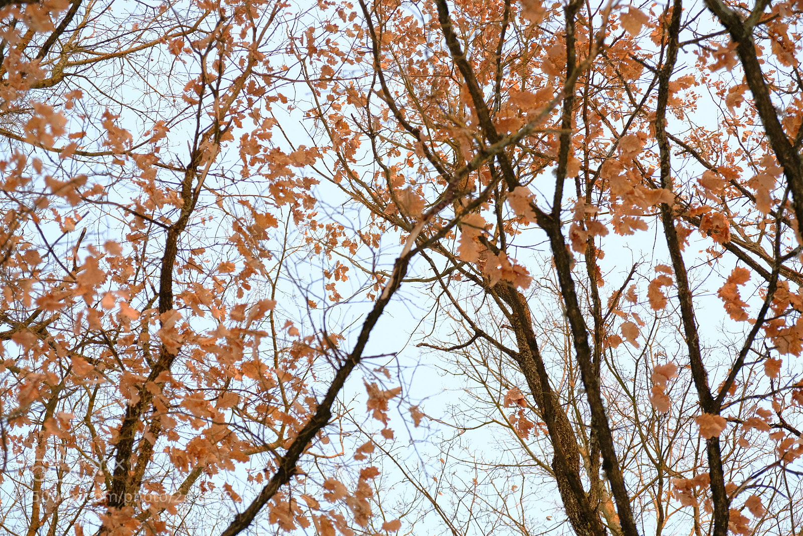 Fujifilm X-T2 sample photo. Foglie in inverno photography