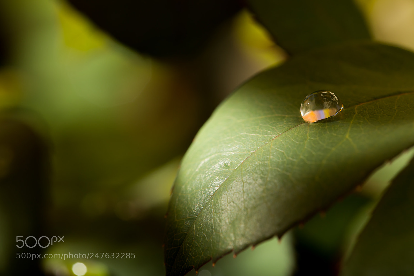 Canon EOS 6D Mark II sample photo. Img photography