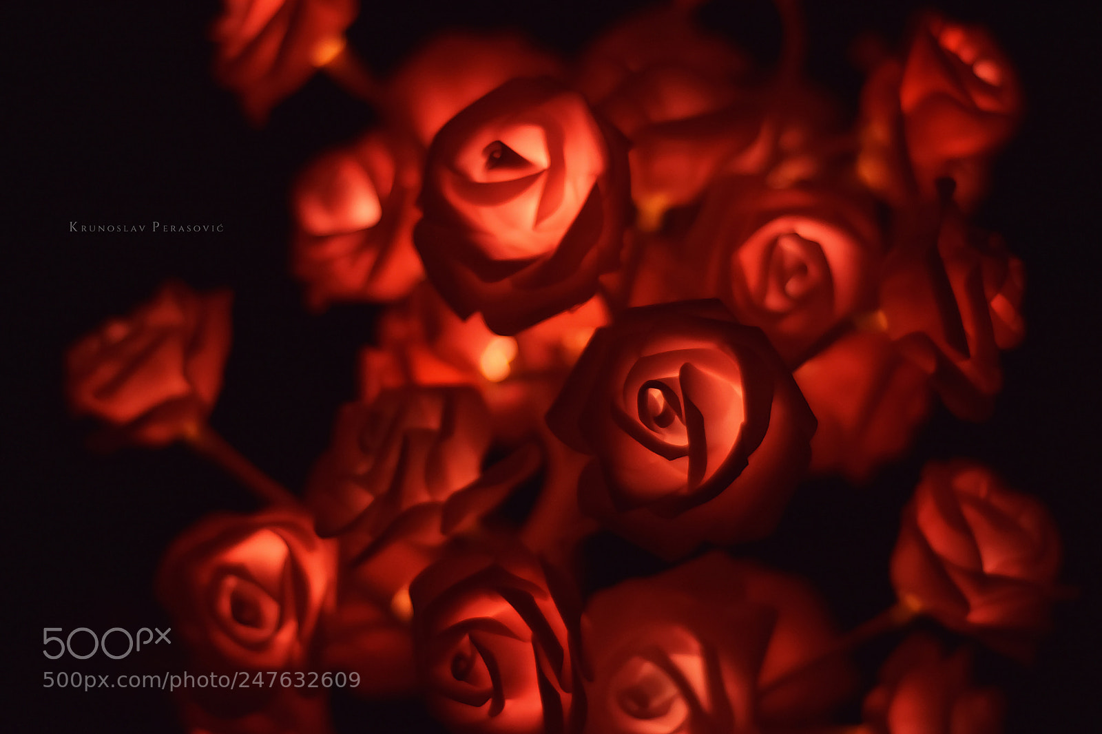 Nikon D7200 sample photo. Burning rose photography