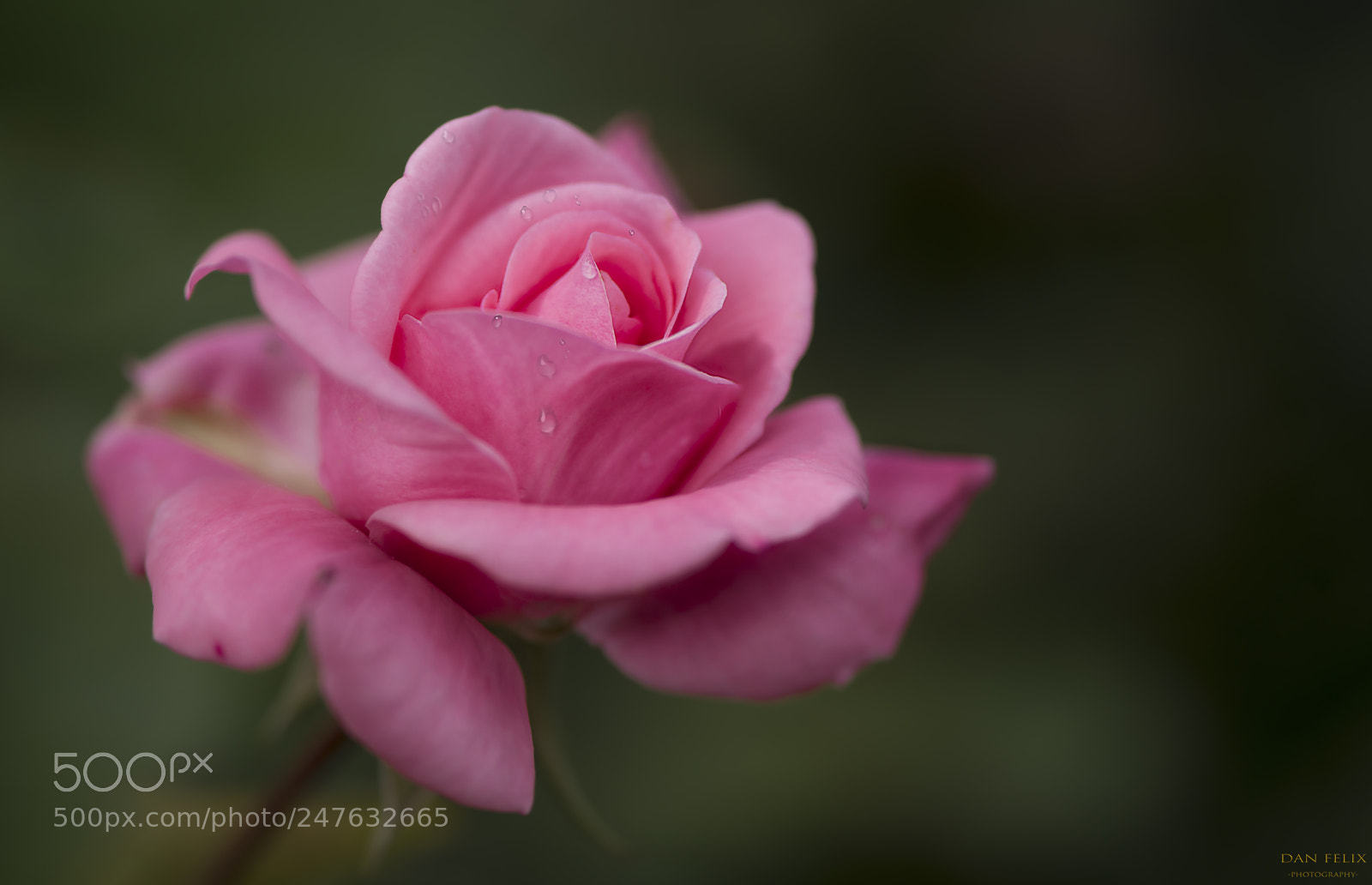 Nikon D800 sample photo. Simply photography