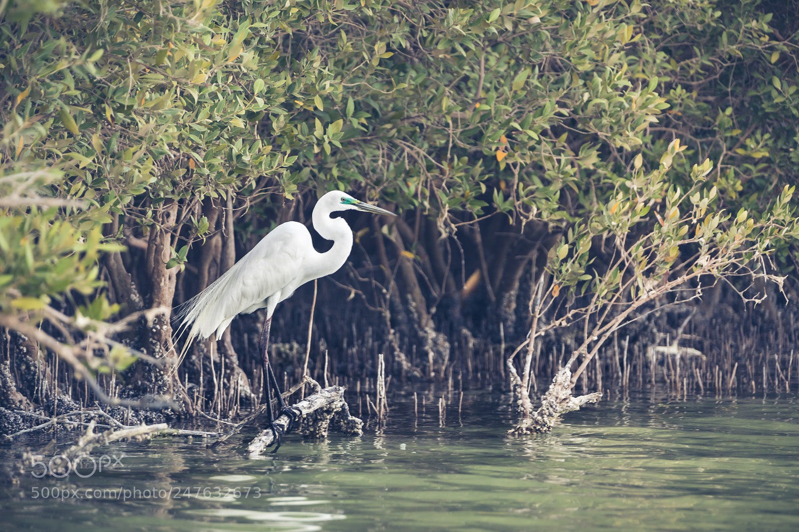 Canon EOS 5D Mark IV sample photo. Between nature photography