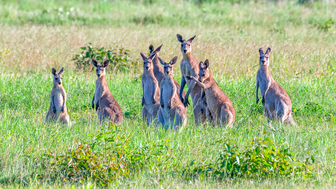 Nikon D500 sample photo. Kangaroos photography