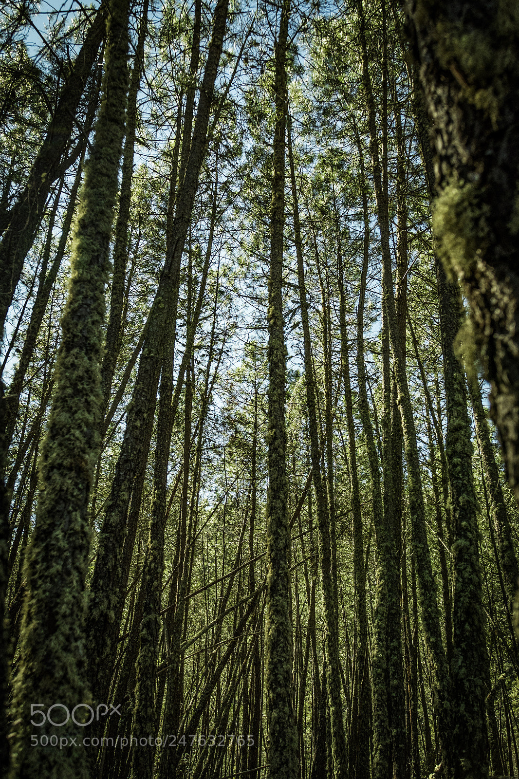 Nikon D500 sample photo. Pines photography
