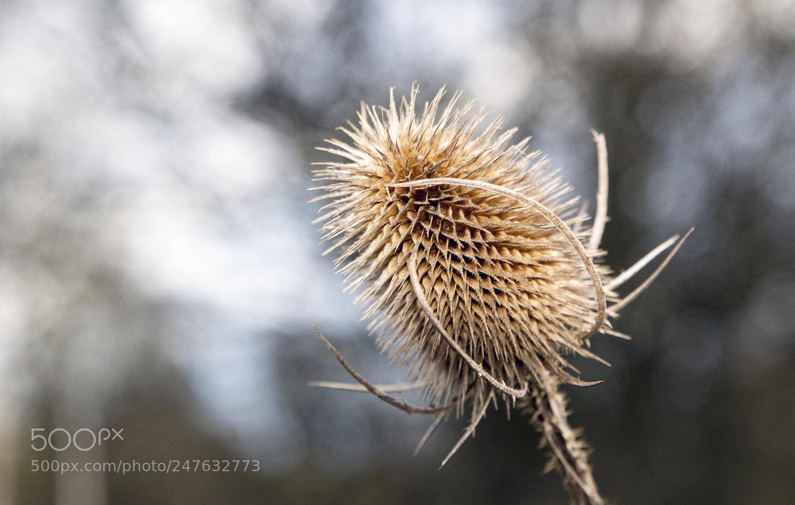 Canon EOS 60D sample photo. Evolution ii photography
