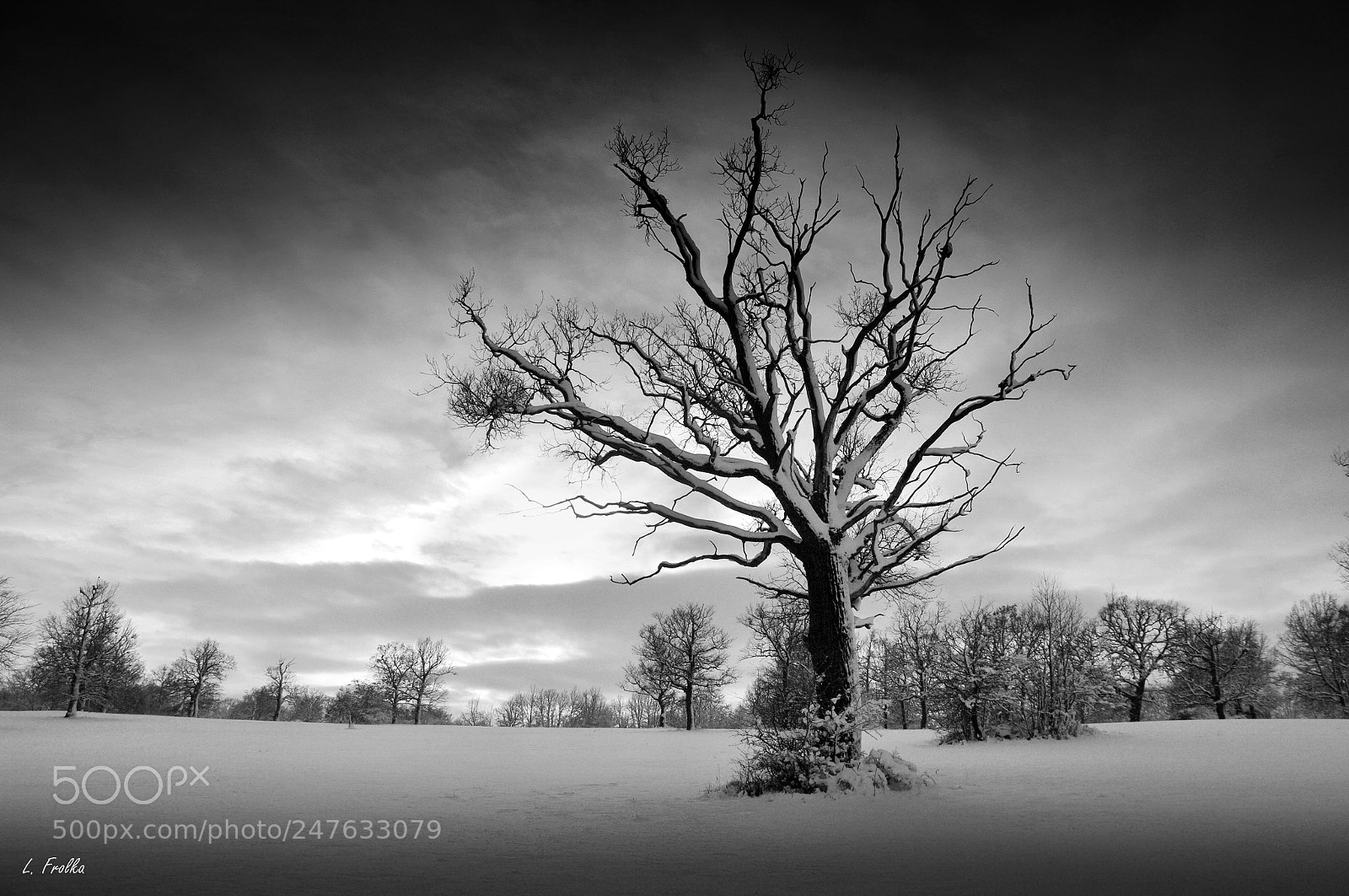 Pentax K20D sample photo. Oak solitaire photography