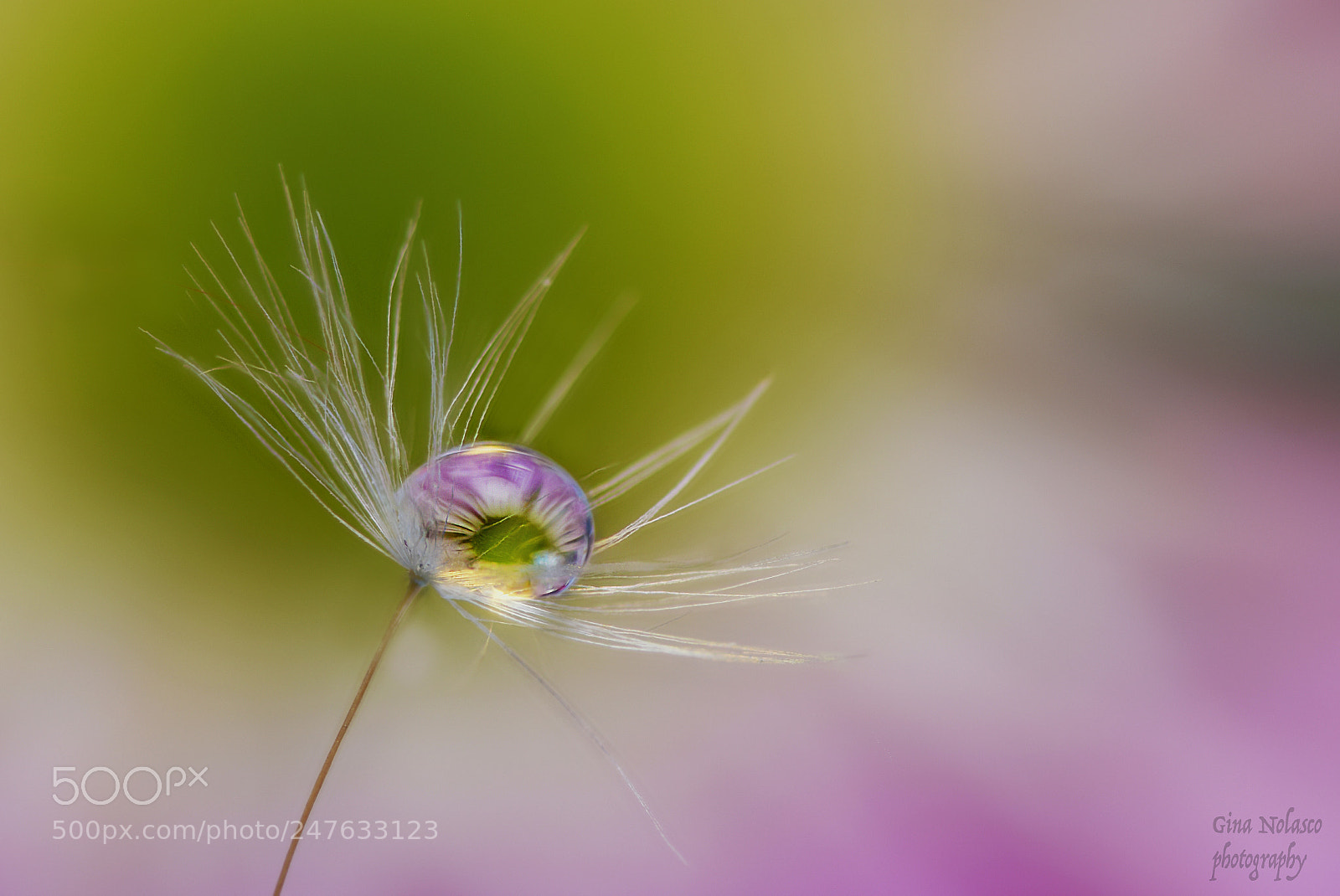 Nikon D5500 sample photo. Dandelion seed and drop photography