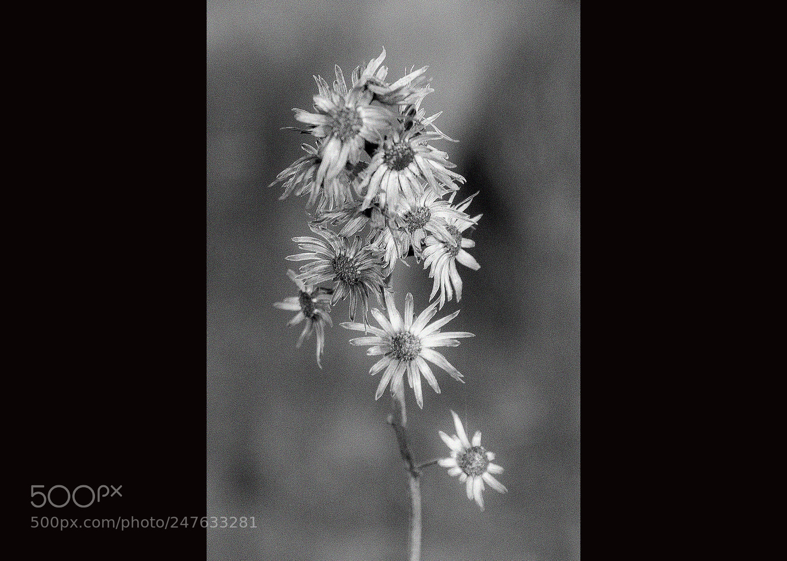 Canon EOS 600D (Rebel EOS T3i / EOS Kiss X5) sample photo. La tercera edad photography