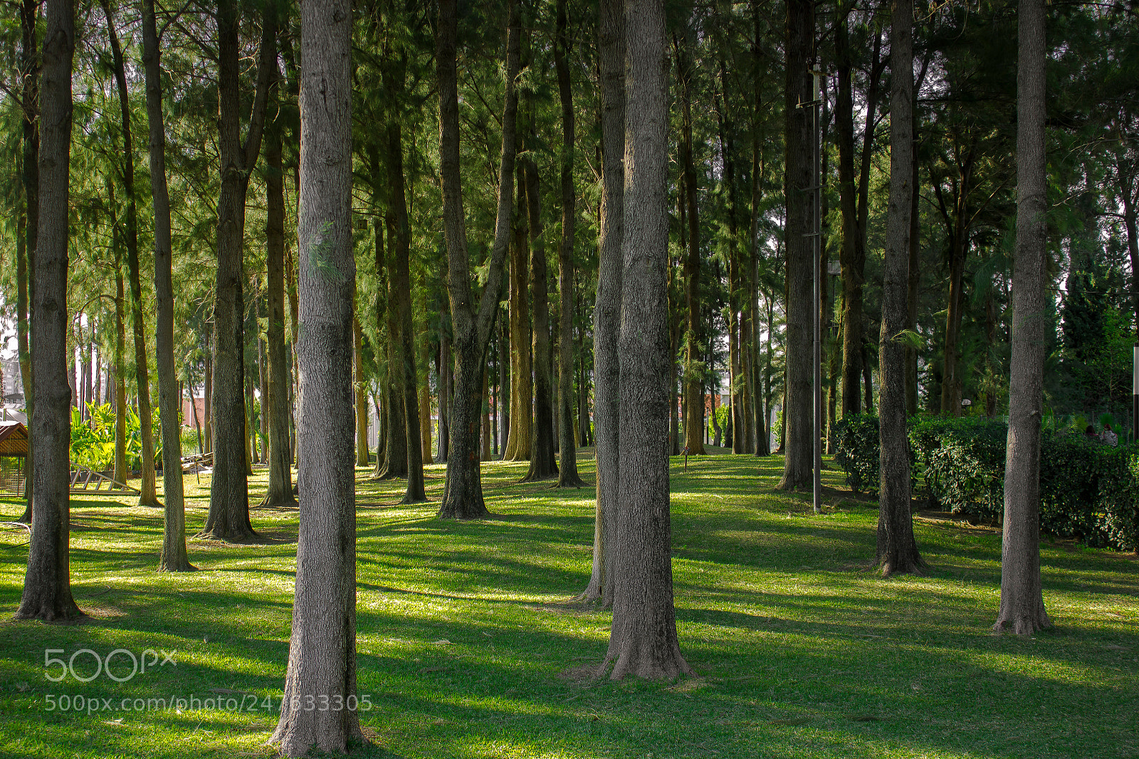Canon EOS 550D (EOS Rebel T2i / EOS Kiss X4) sample photo. Run forrest run! photography