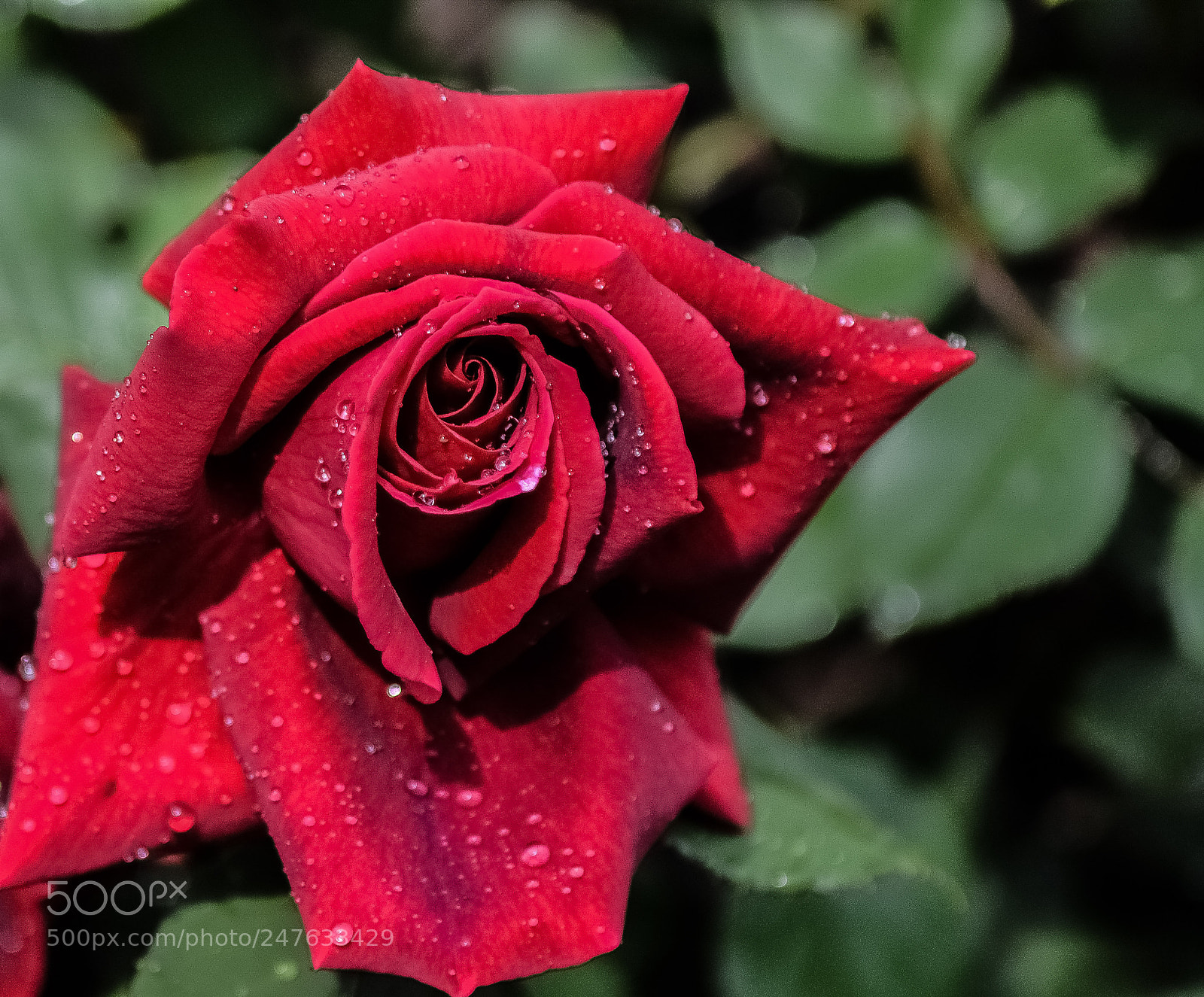 Nikon D3100 sample photo. Rose love photography