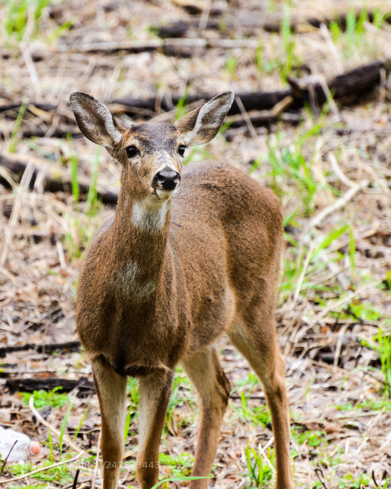 Nikon D800 sample photo. I'm listening photography