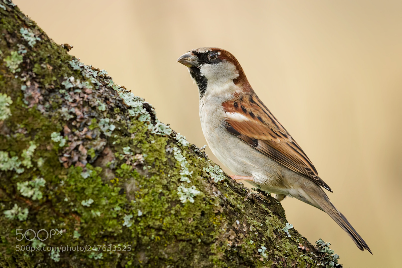Canon EOS-1D X sample photo. The house sparrow photography