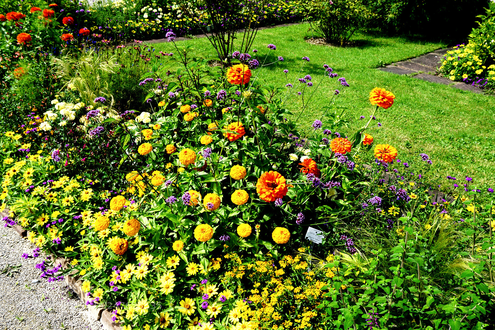 Sony a5100 sample photo. Marigold flowers photography