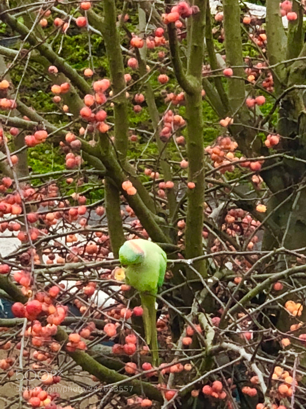 Apple iPhone X sample photo. Untitled photography