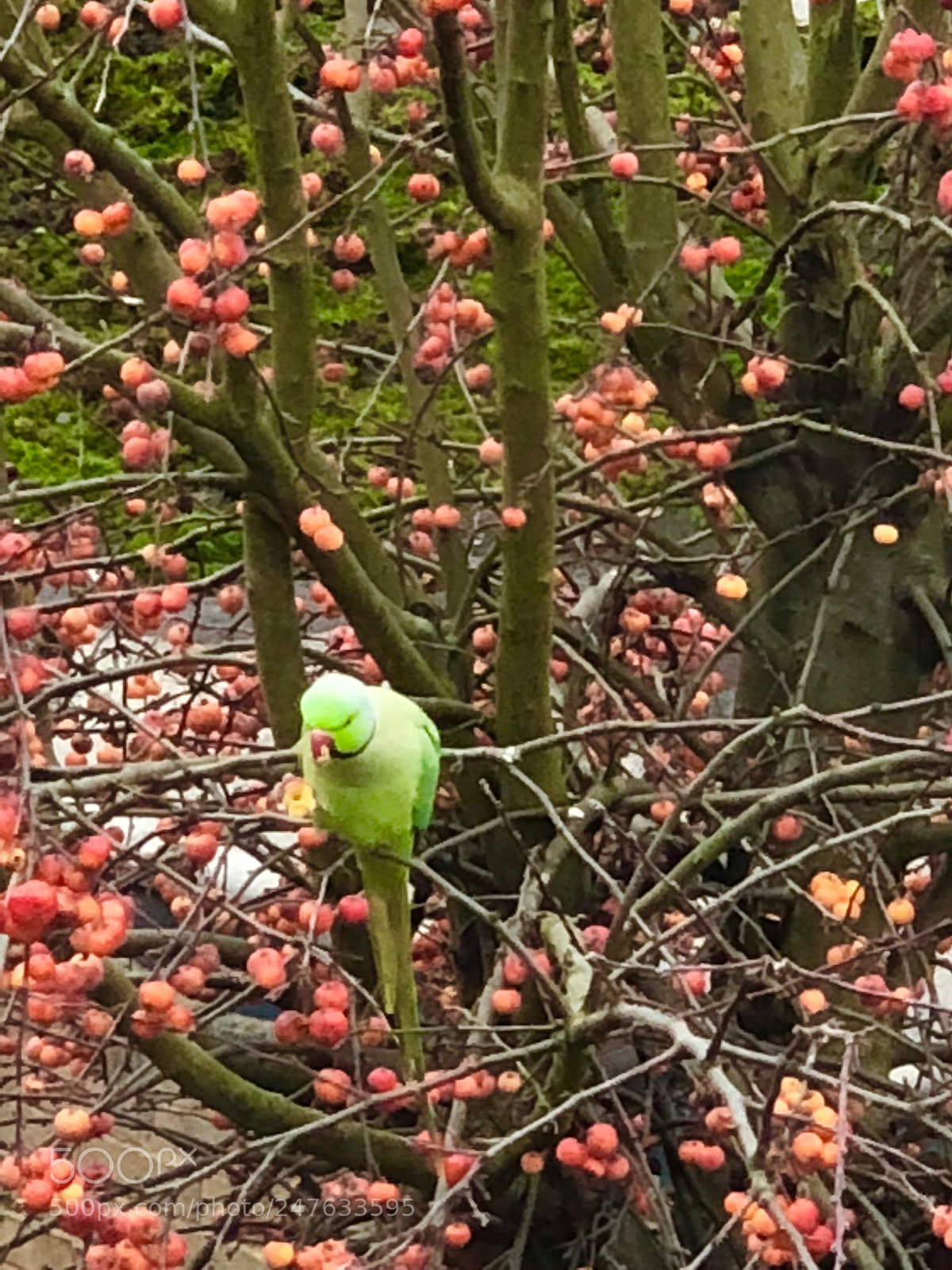 Apple iPhone X sample photo. Untitled photography