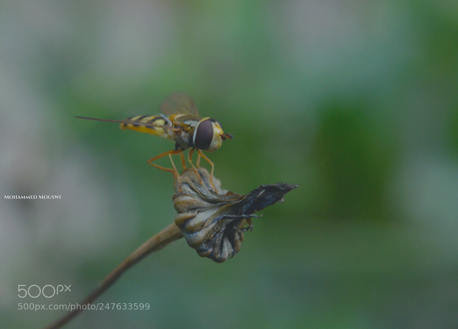 Nikon D5200 sample photo. Untitled photography