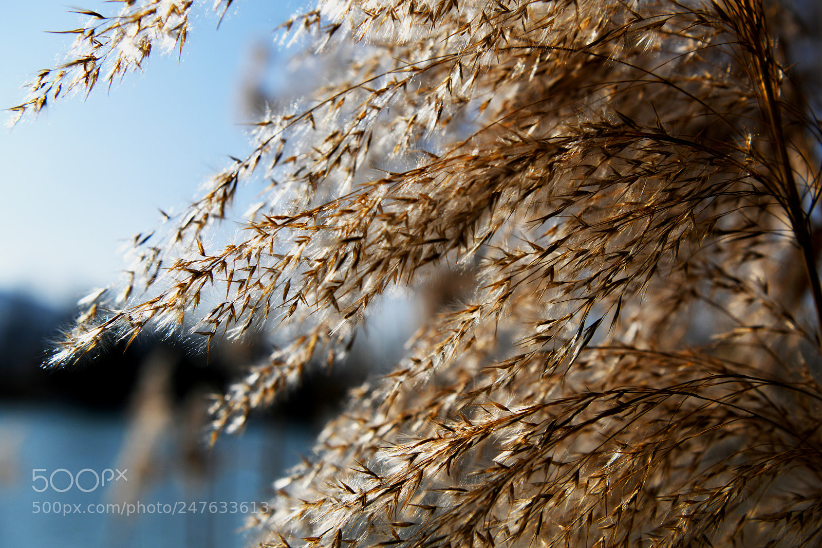 Nikon D850 sample photo. Schilf - reed photography