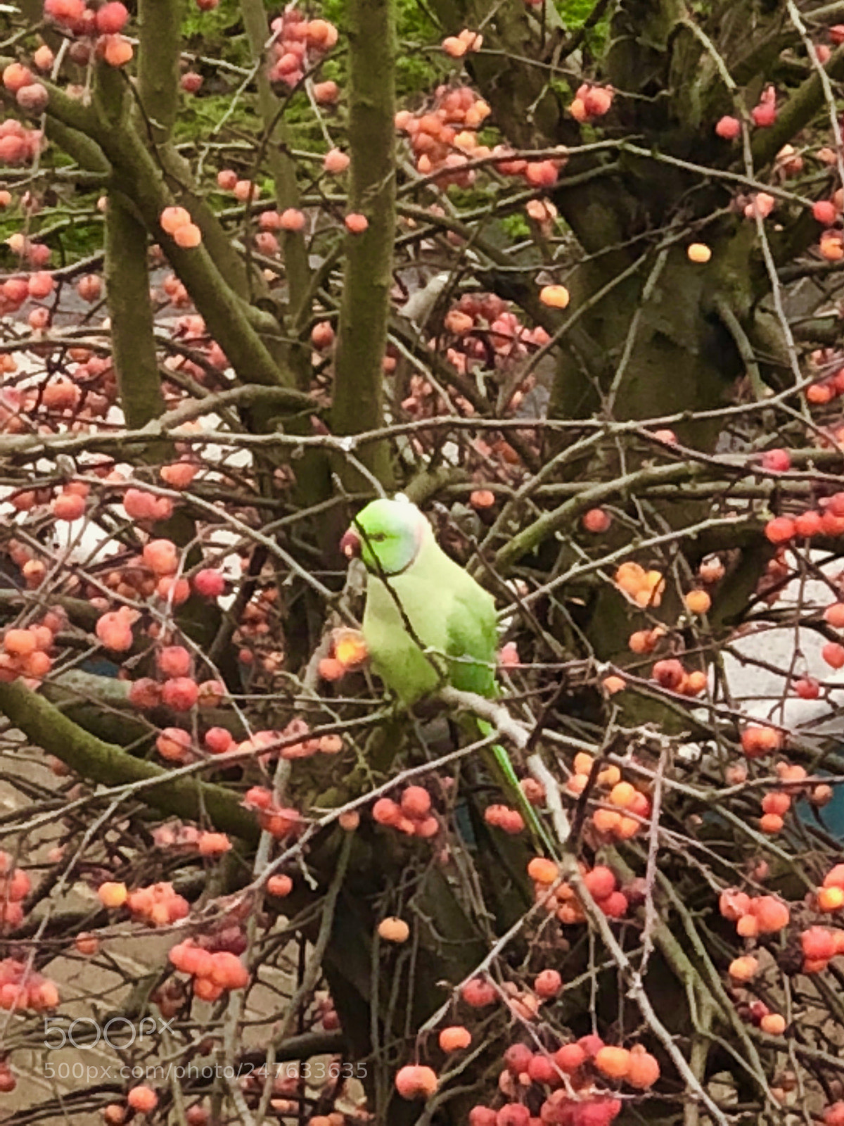 Apple iPhone X sample photo. Untitled photography