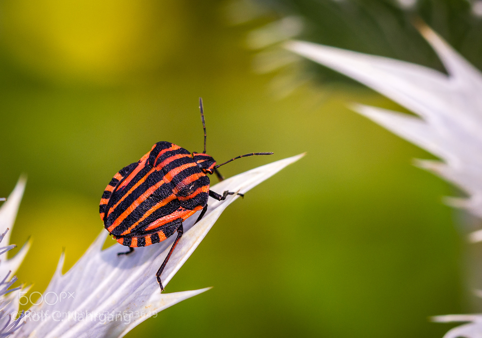 Nikon D7200 sample photo. Strange insect 4 photography