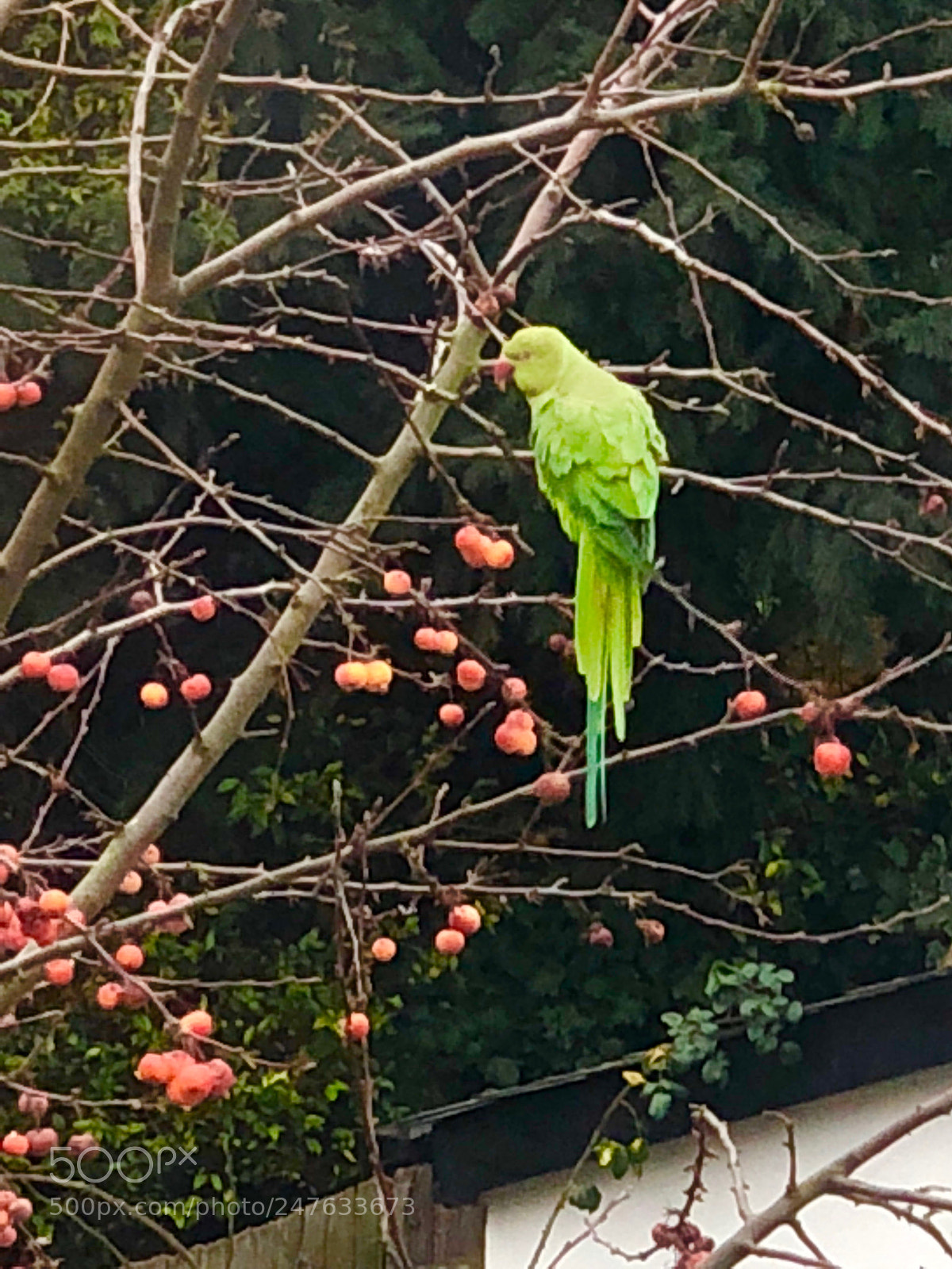Apple iPhone X sample photo. Untitled photography