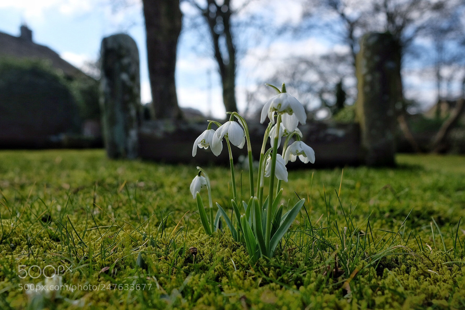 Fujifilm X-E3 sample photo. Snowdrops photography