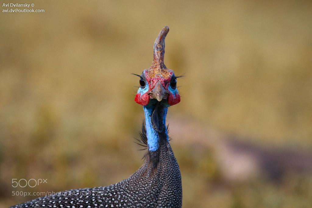 Canon EOS 80D sample photo. Helmeted guineafowl photography