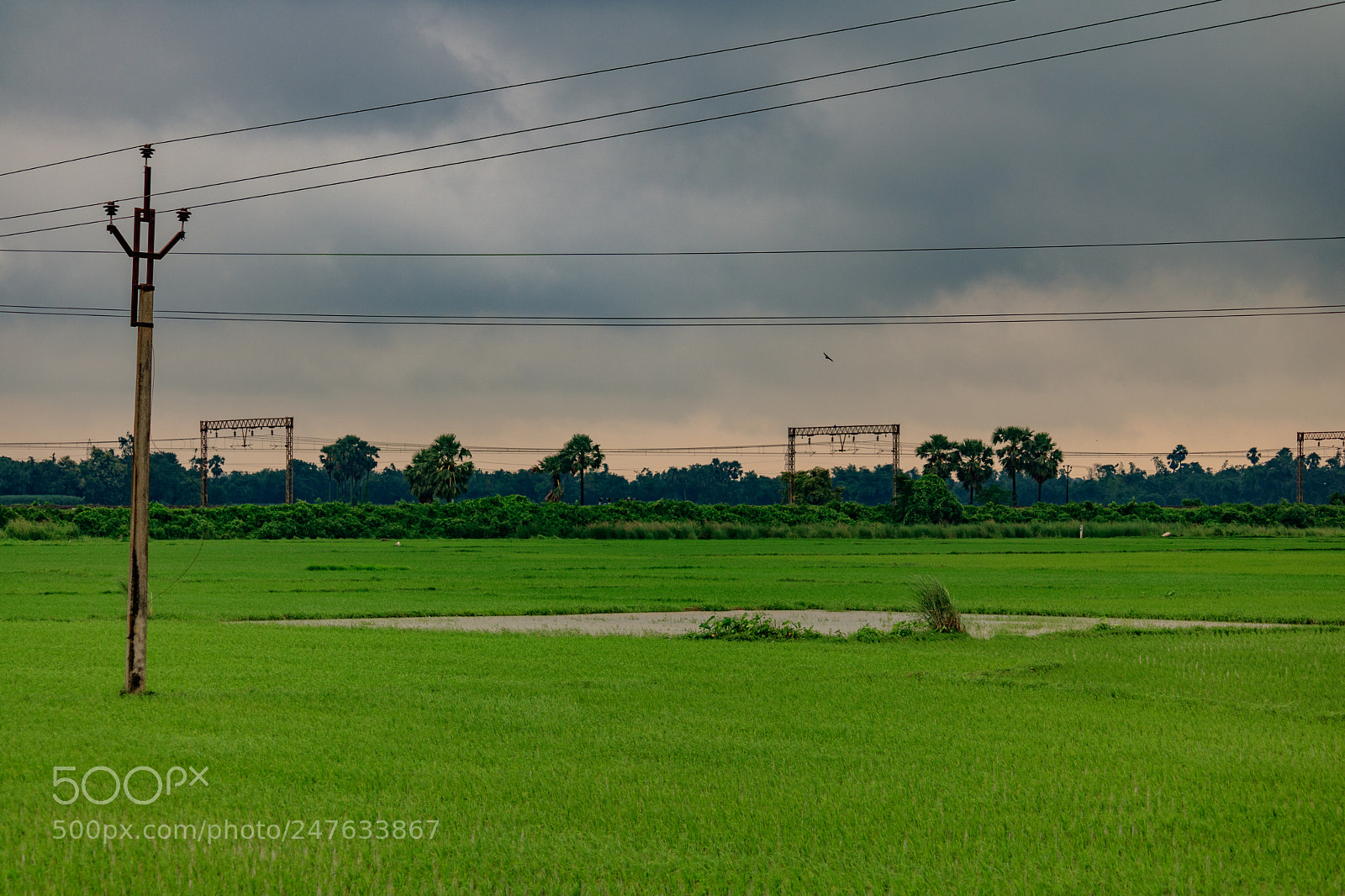 Canon EOS 750D (EOS Rebel T6i / EOS Kiss X8i) sample photo. Paddy field photography