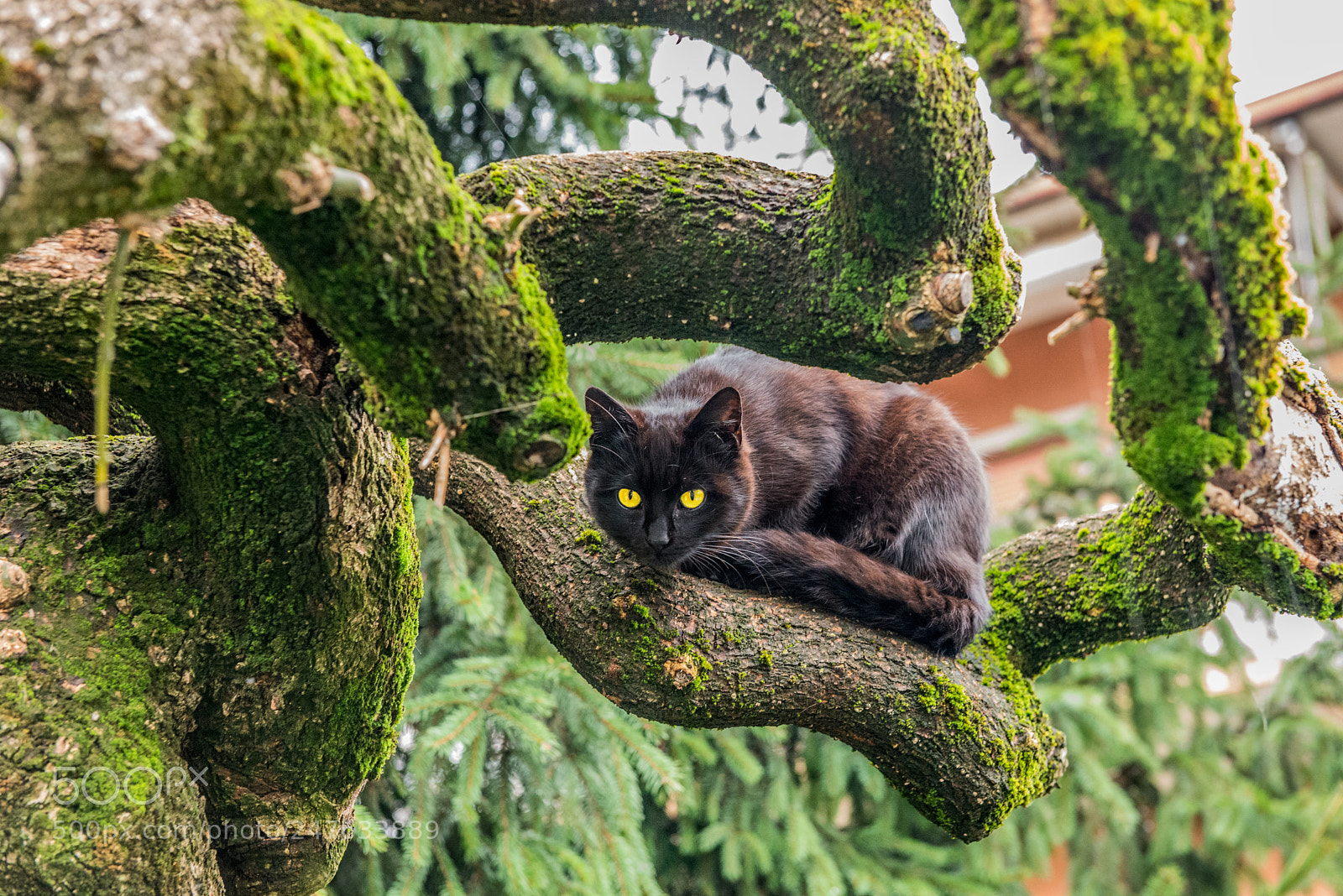 Nikon D610 sample photo. Micio photography