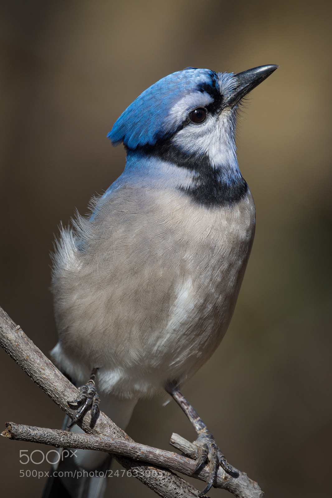 Nikon D7100 sample photo. Blue jay photography