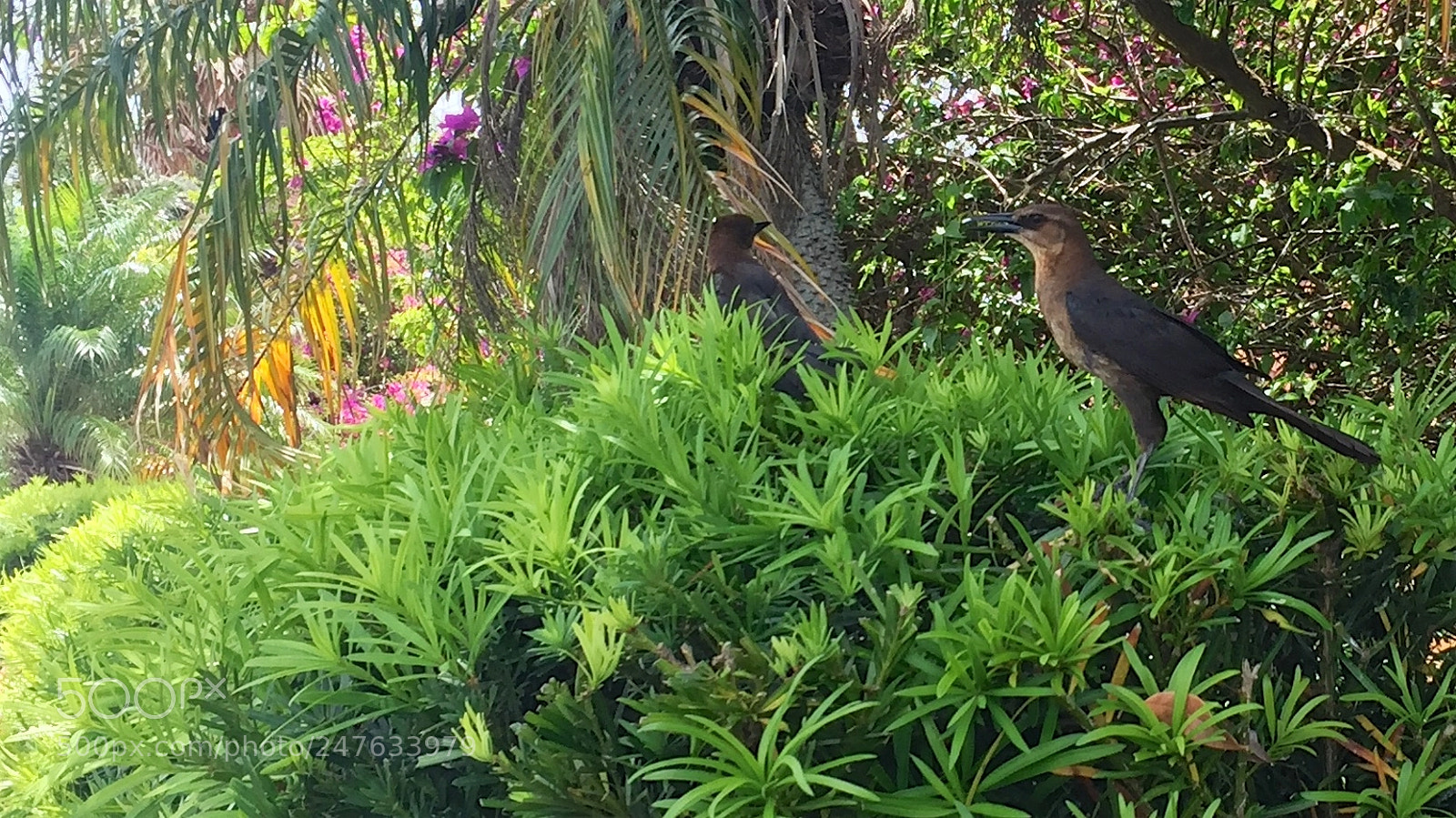 Apple iPhone 6 sample photo. Florida photography
