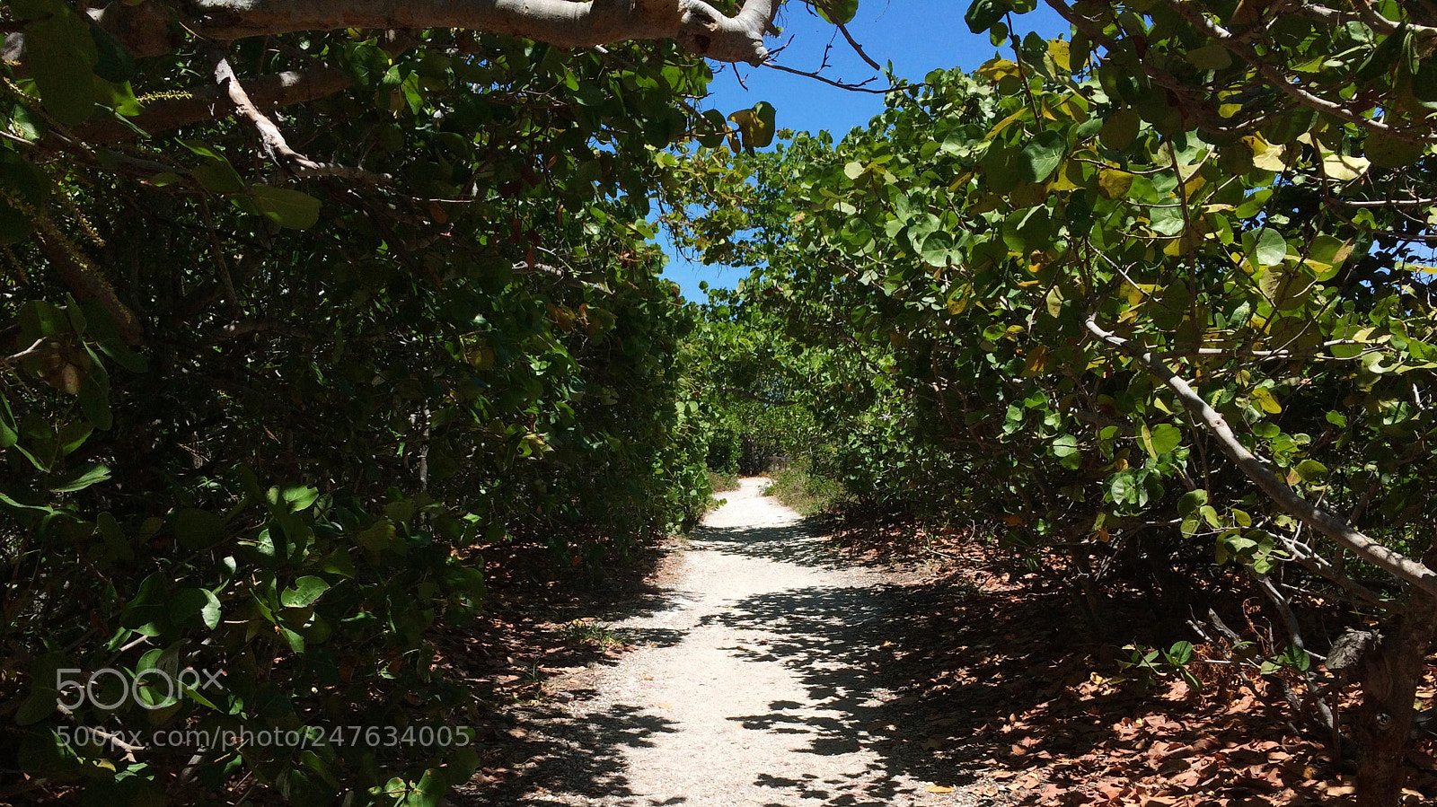 Apple iPhone 5s sample photo. Florida photography