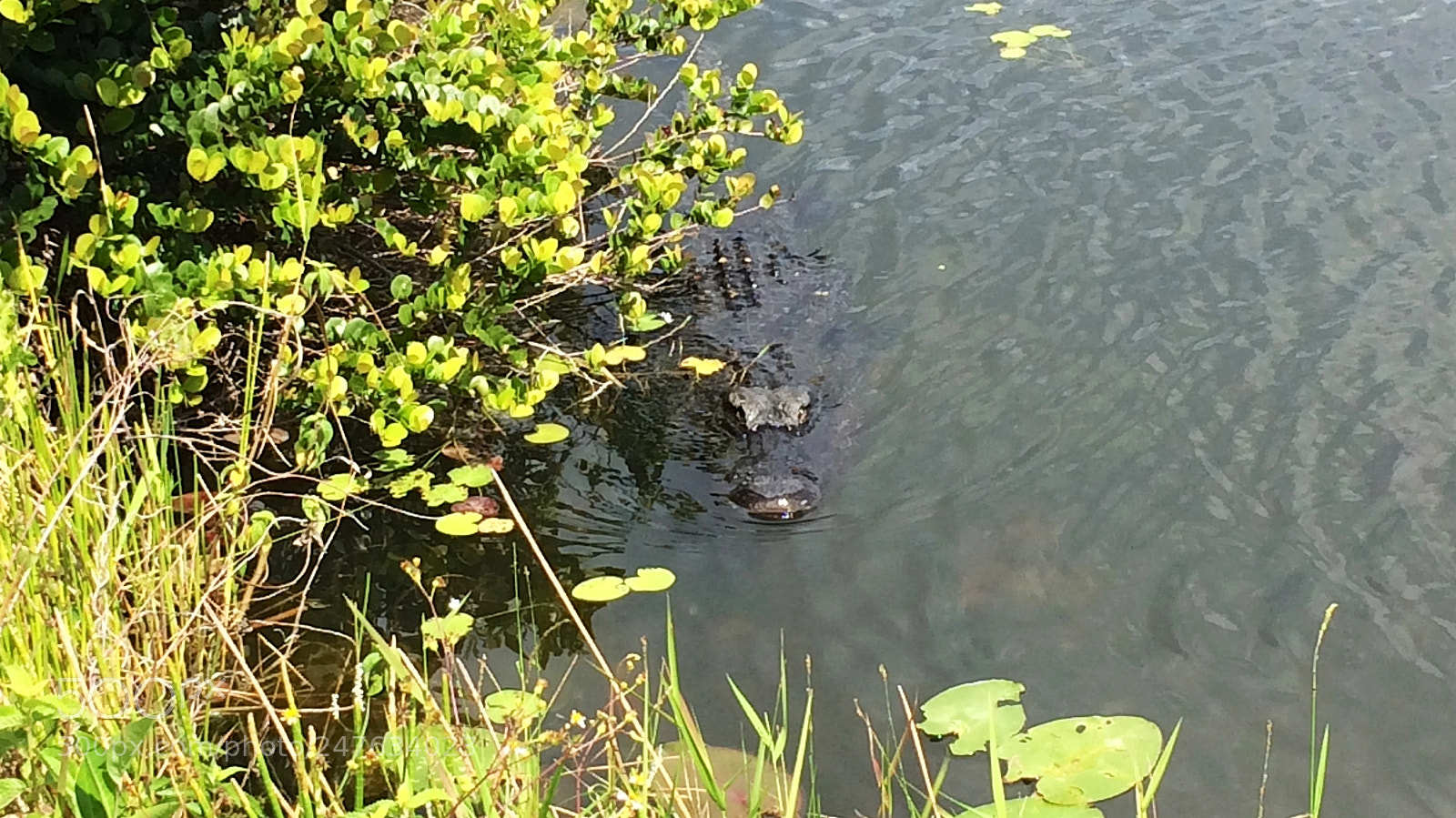Apple iPhone 5s sample photo. Florida photography