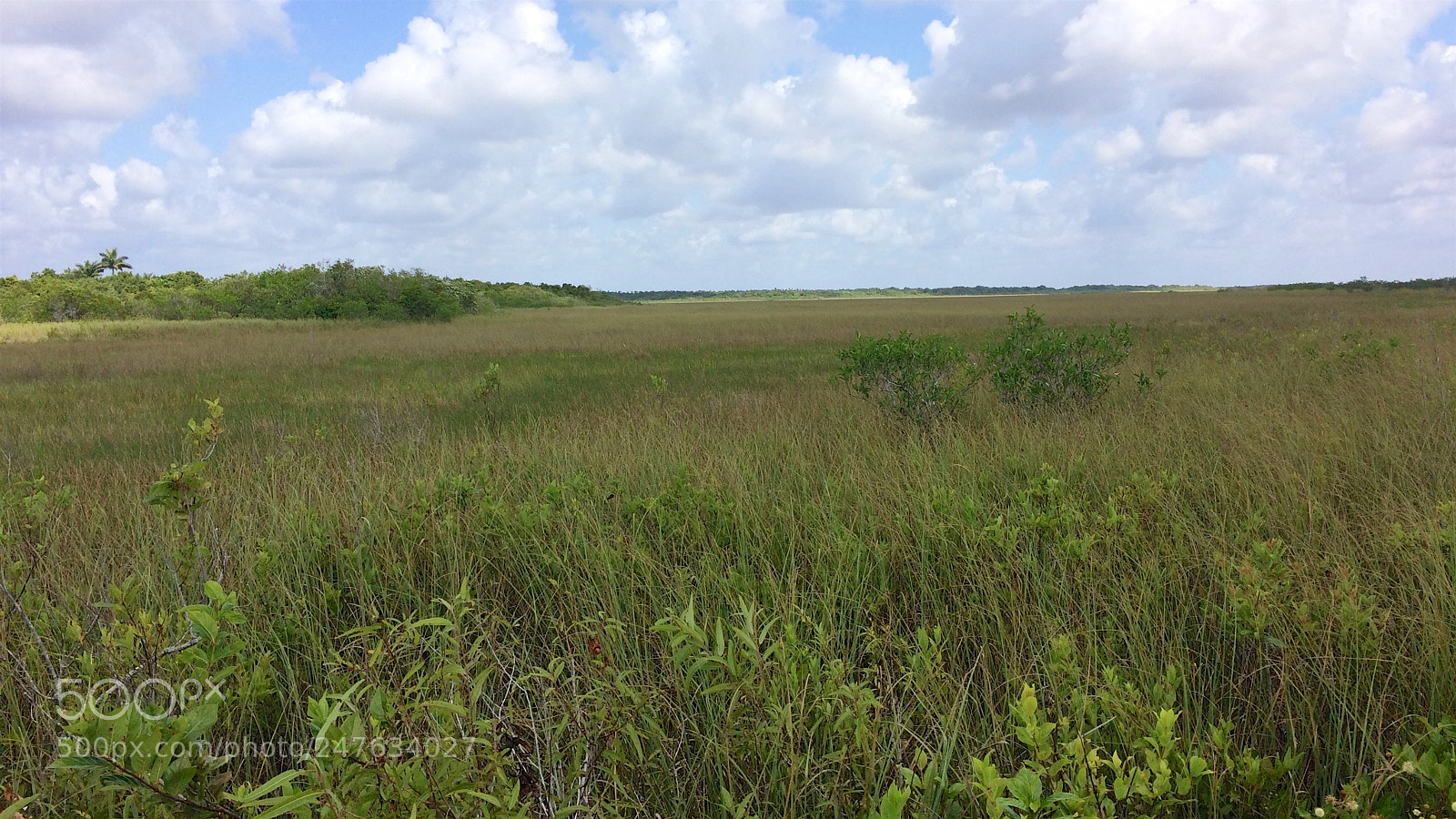 Apple iPhone 5s sample photo. Florida photography