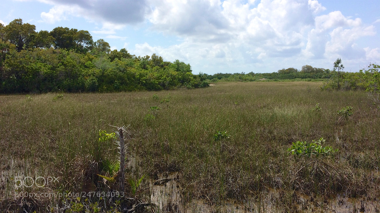 Apple iPhone 5s sample photo. Florida photography