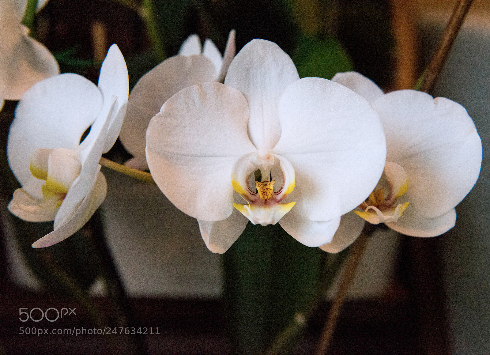 Nikon D610 sample photo. Neworchis photography