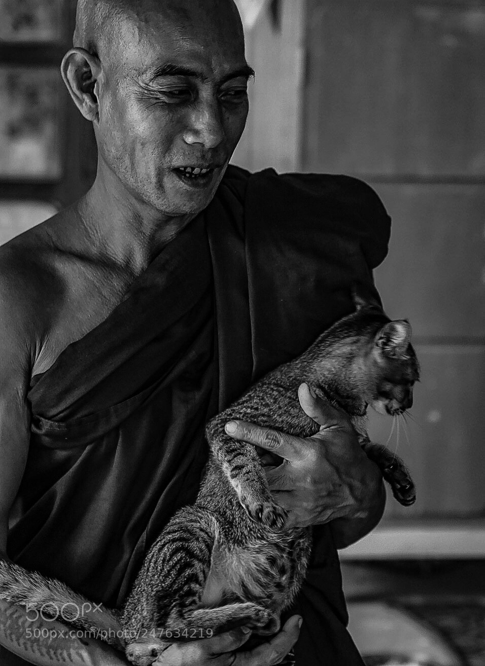 Nikon D7200 sample photo. Temple cat photography