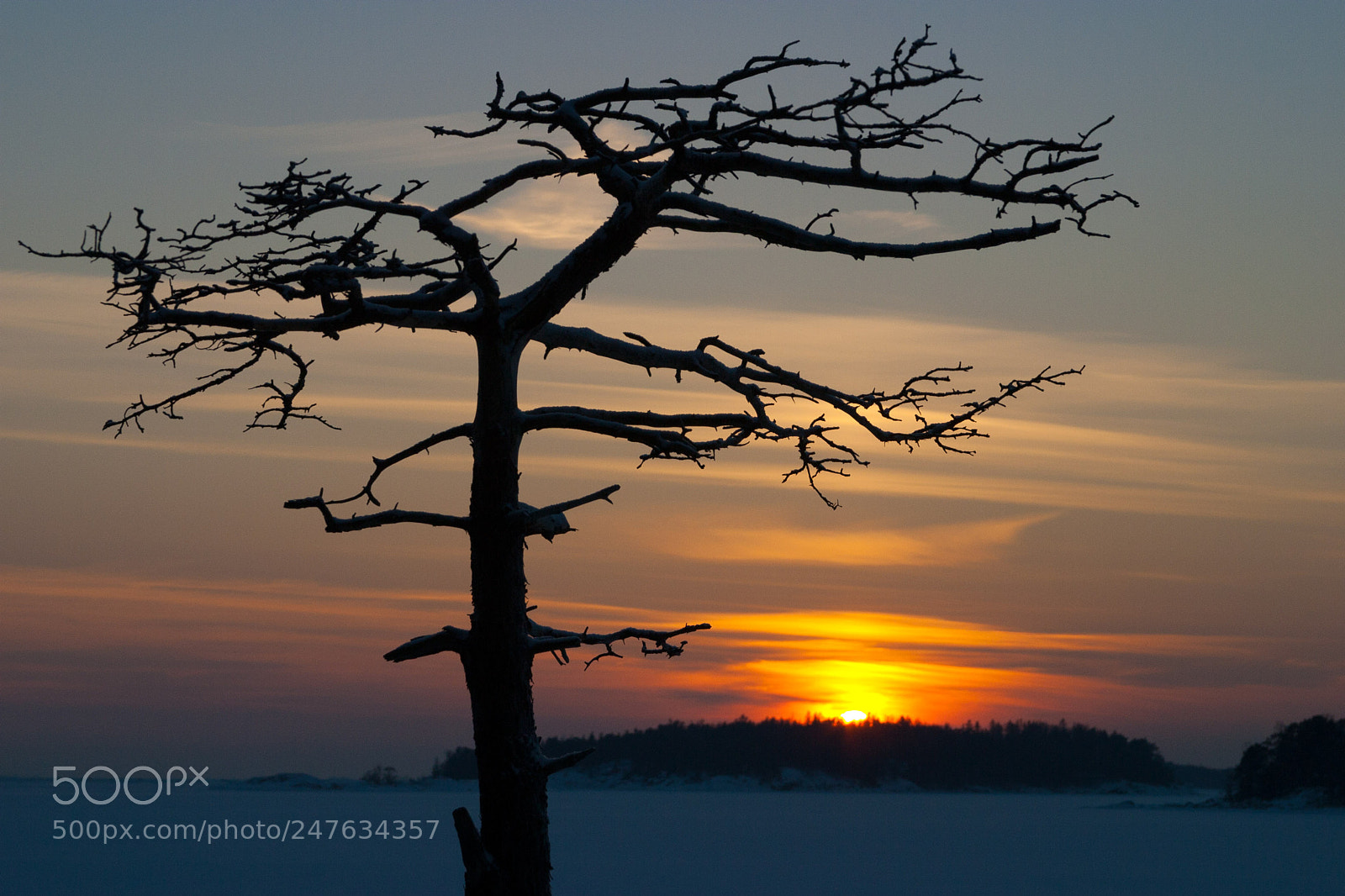 Canon EOS D60 sample photo. Just a tree photography