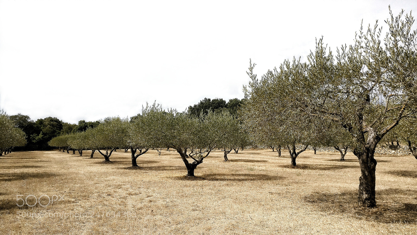 OnePlus A3003 sample photo. Olive trees photography