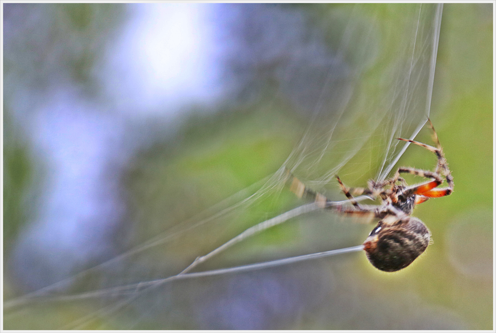Canon EOS 750D (EOS Rebel T6i / EOS Kiss X8i) + Sigma 18-250mm F3.5-6.3 DC OS HSM sample photo. Spidey photography