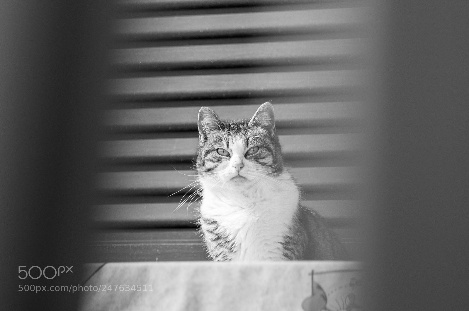 Nikon D300S sample photo. Pagnotta photography