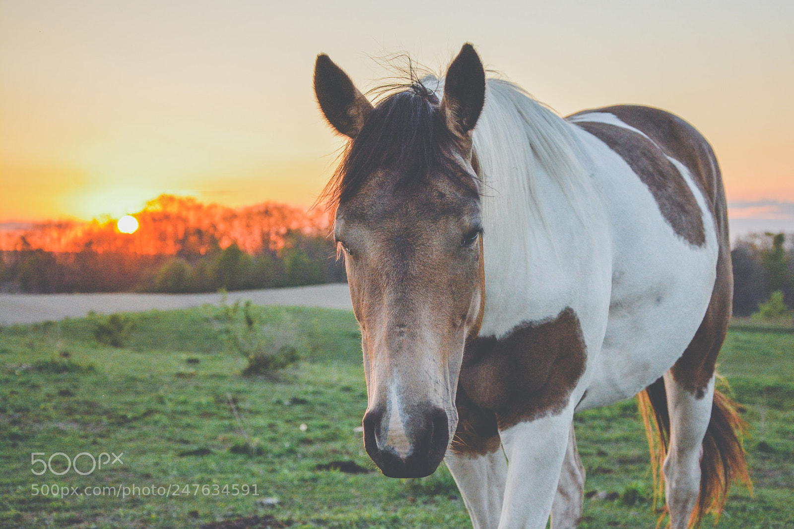 Nikon D7100 sample photo. Apple photography