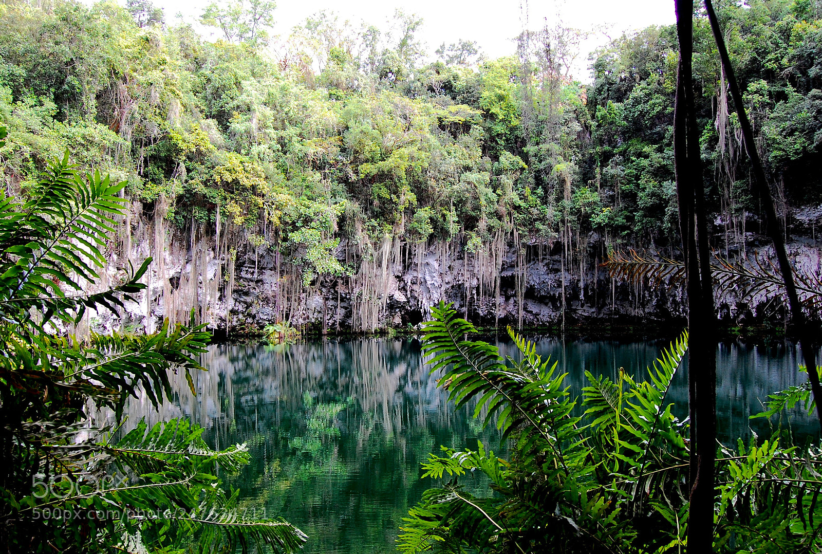 Nikon D40 sample photo. Green reflection photography