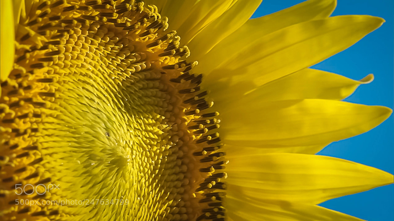 Canon EOS 1000D (EOS Digital Rebel XS / EOS Kiss F) sample photo. Sunflower disc photography