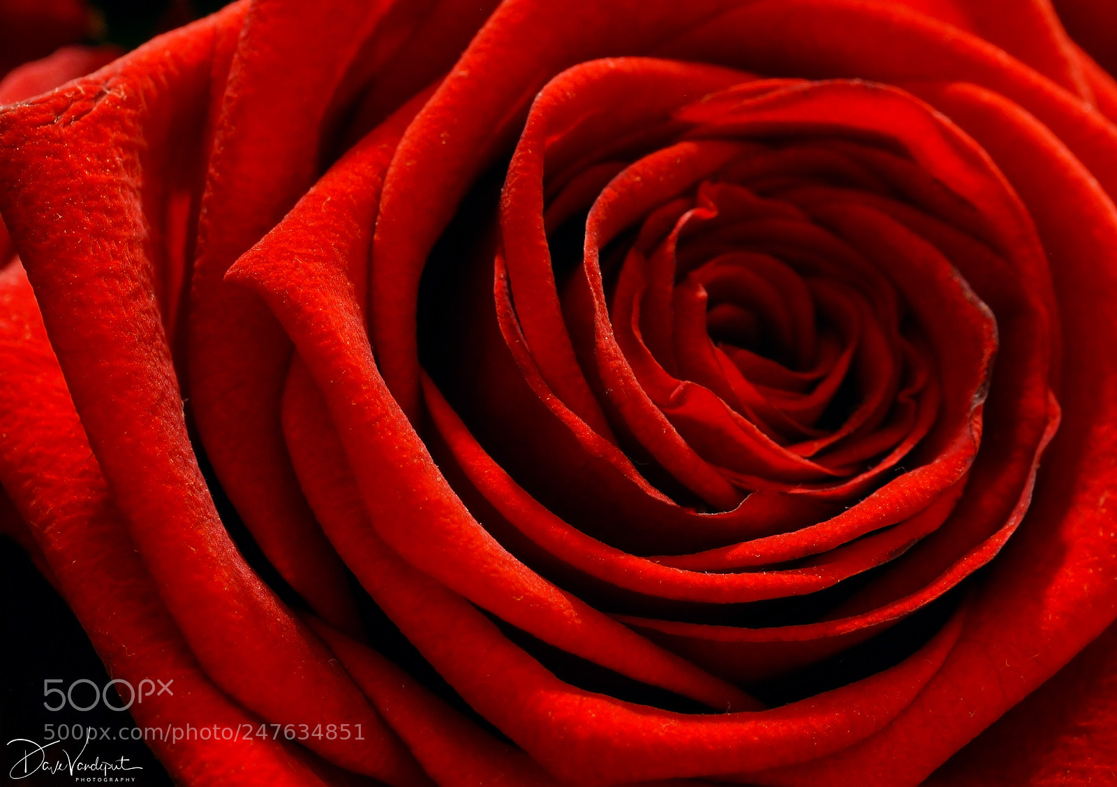 Sony SLT-A77 sample photo. Roses are red photography