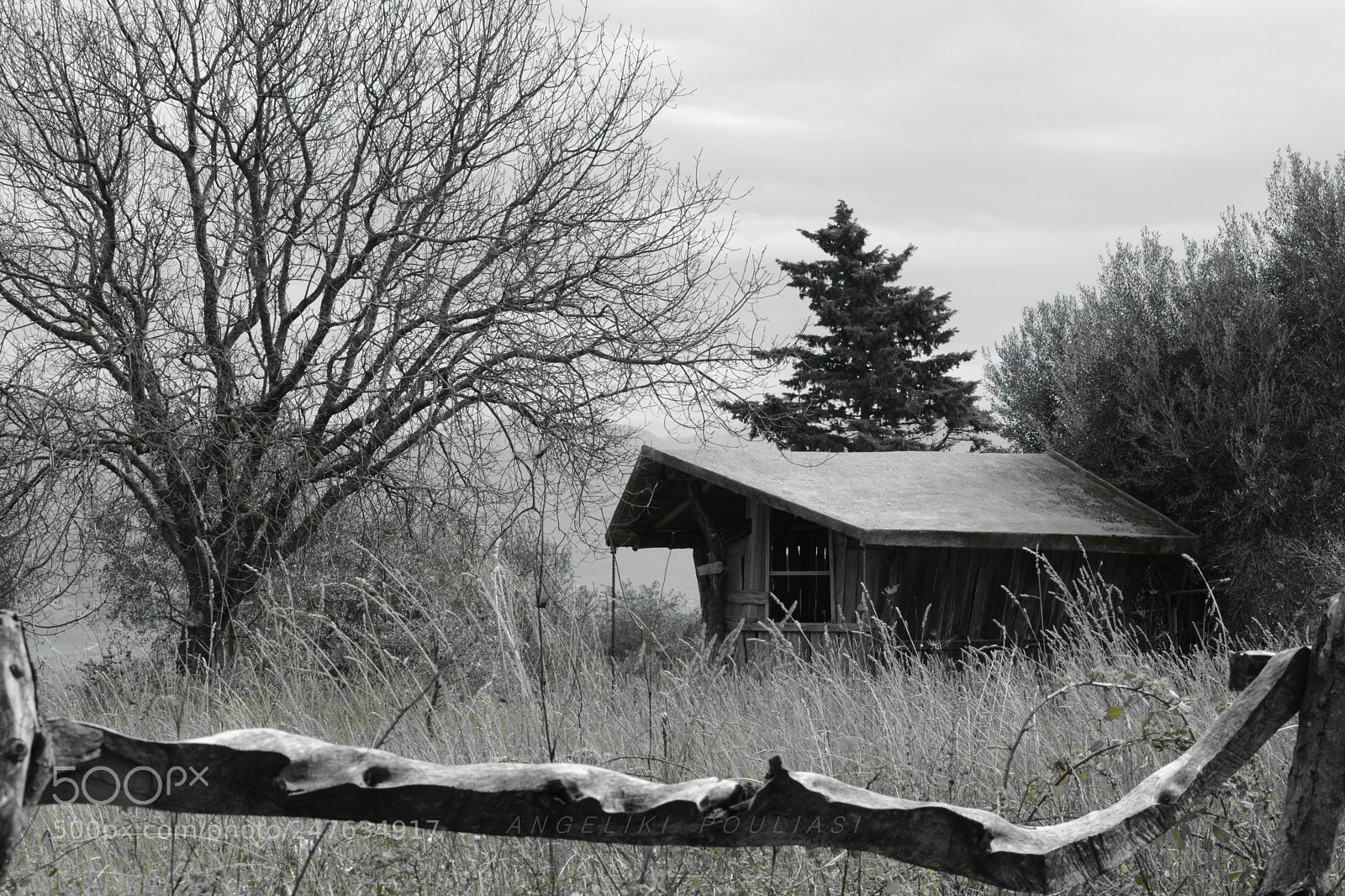 Nikon D7100 sample photo. In the woods... photography