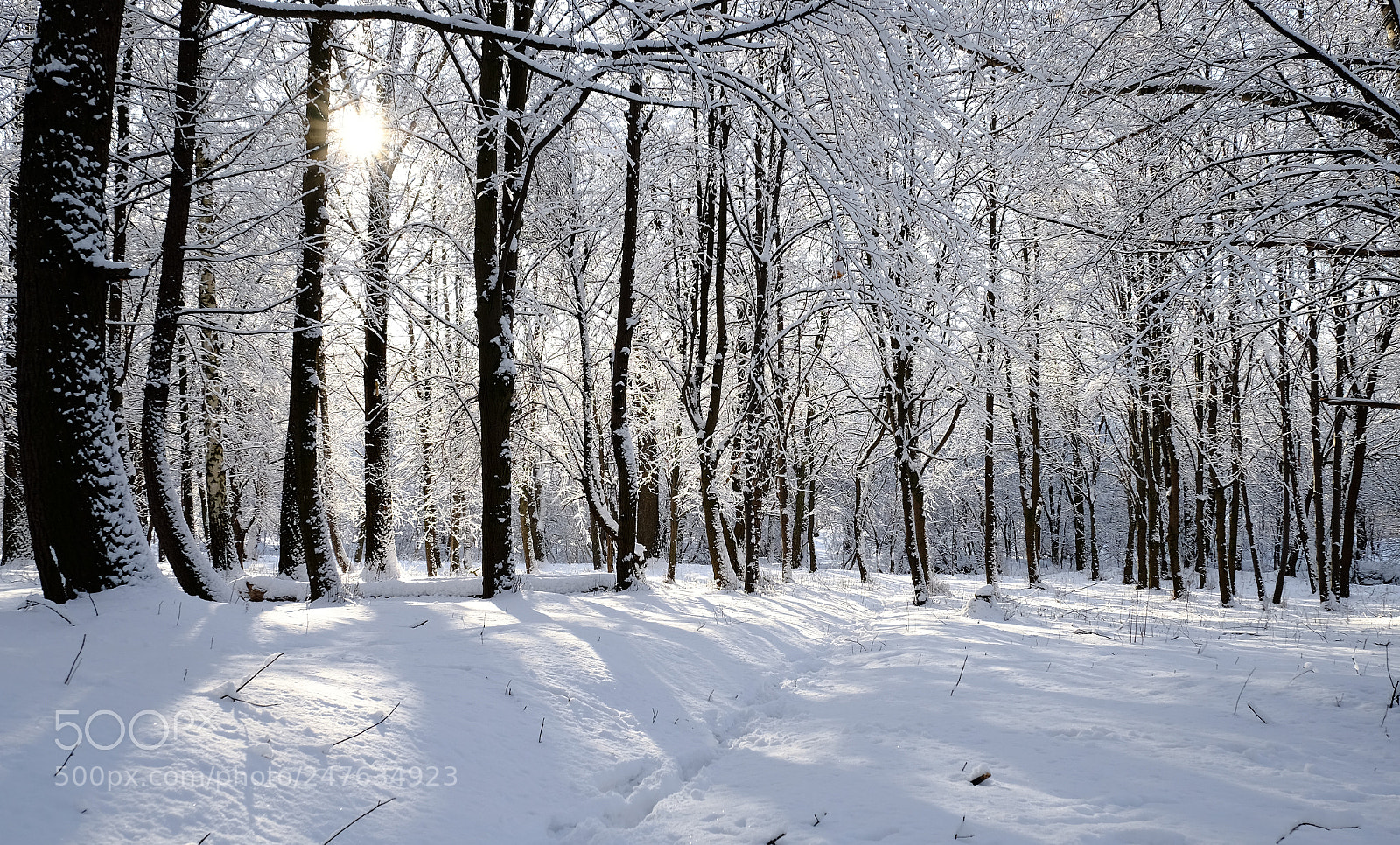 Fujifilm X-T10 sample photo. Winter wood photography