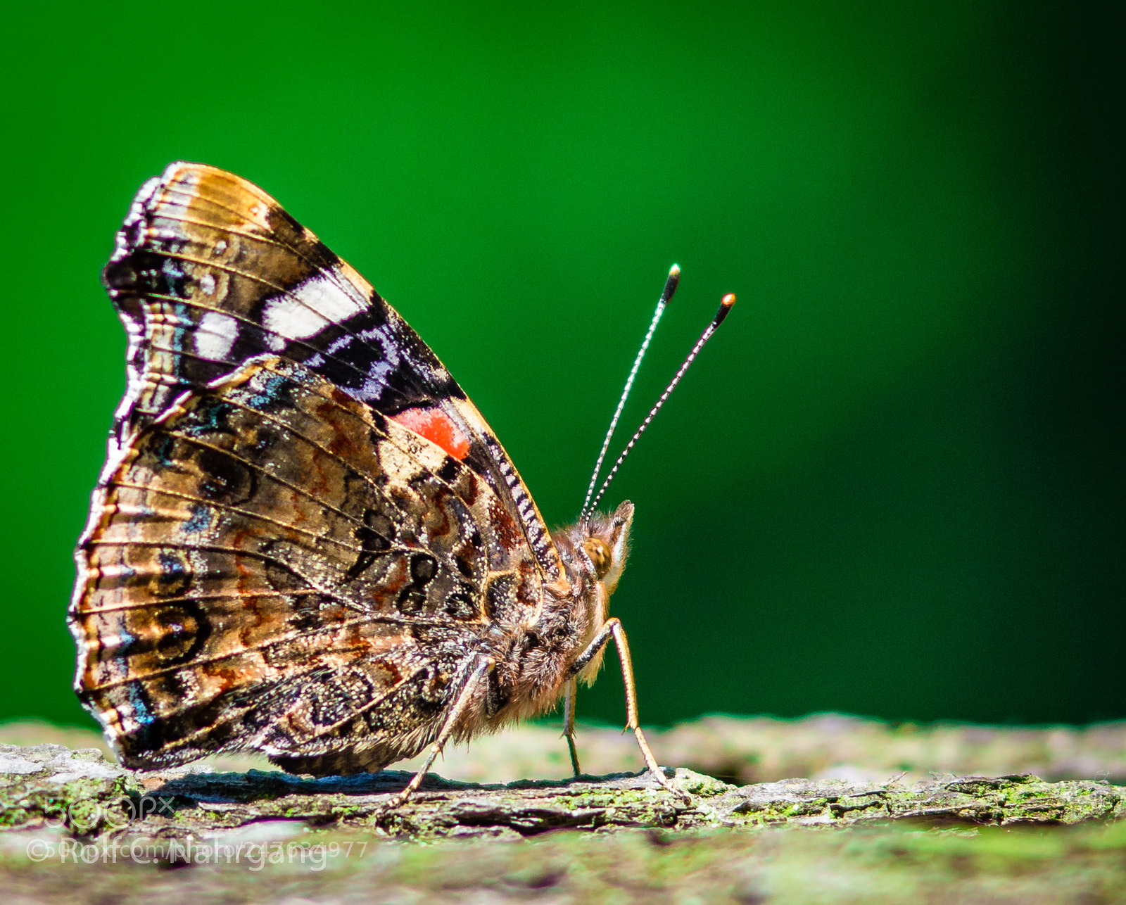 Nikon D7200 sample photo. Schmetterling 3 photography