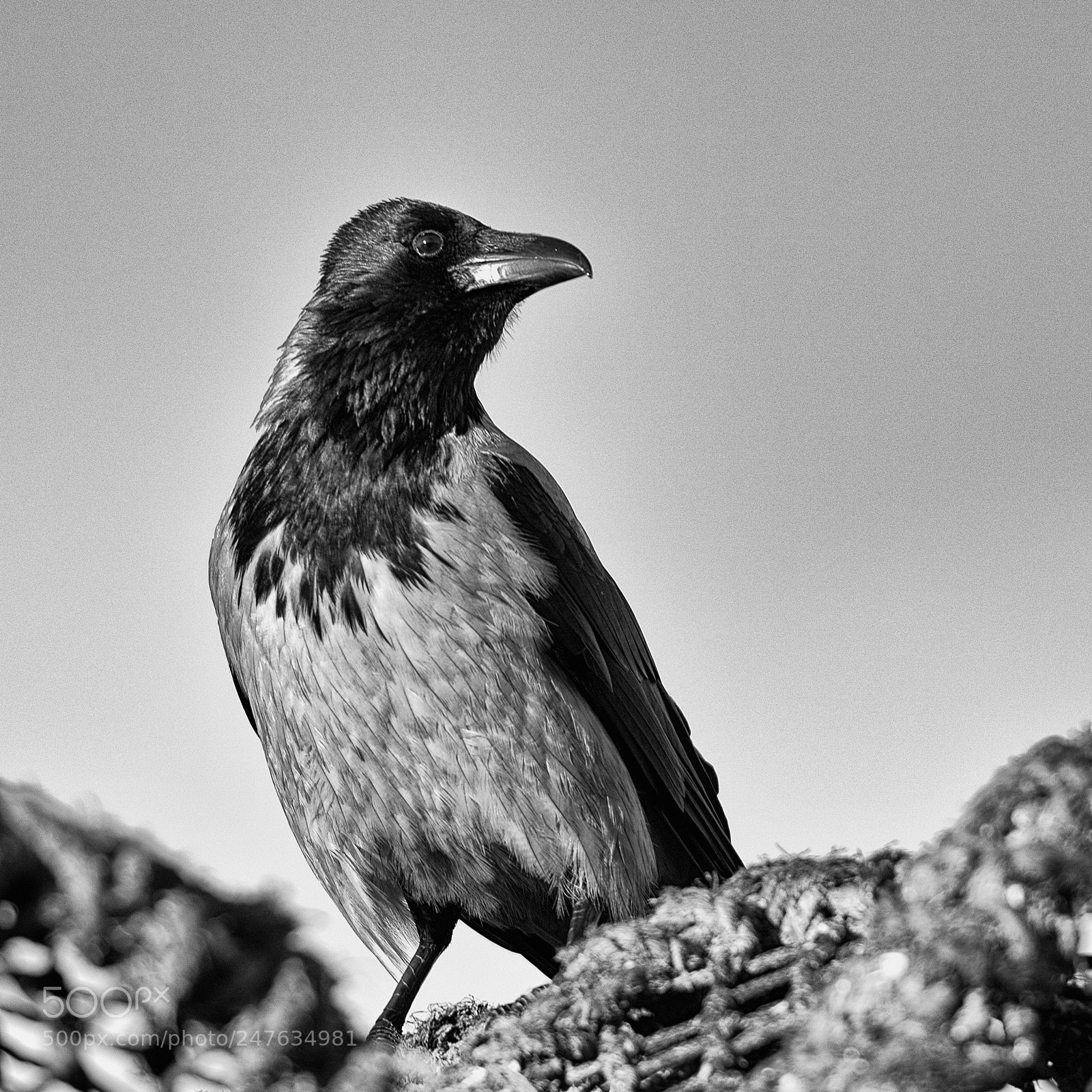 Nikon D810 sample photo. Hooded crow photography